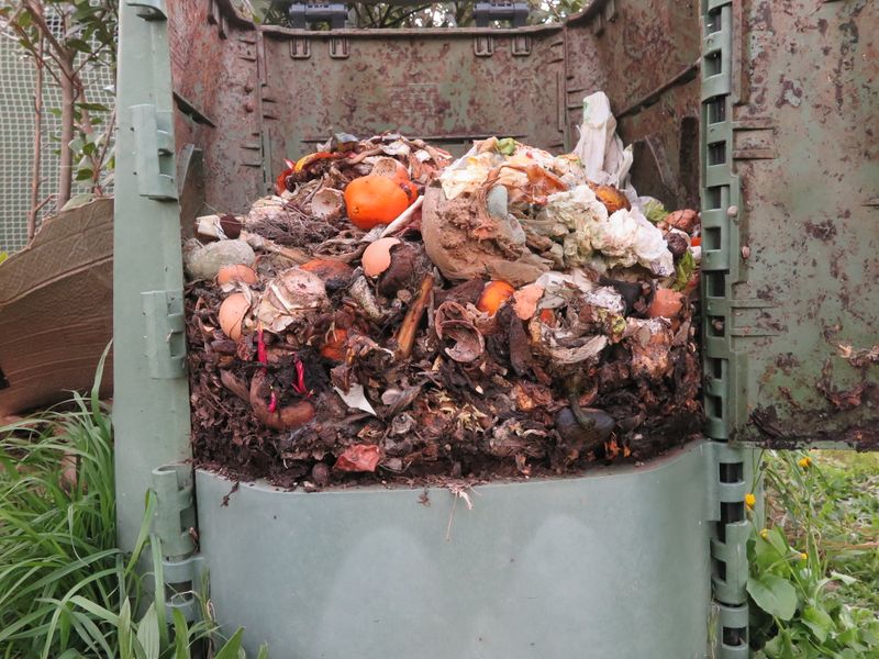 File:Compostiera.JPG